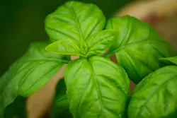 Graines de Basilic Grand Vert BIO