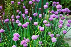 Graines de Ciboulette BIO