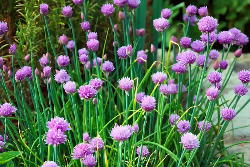 Graines de Ciboulette BIO