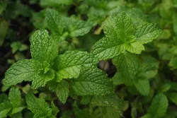 Graines de Menthe BIO