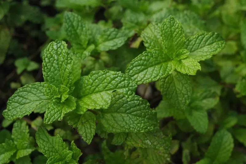 Graines de Menthe BIO