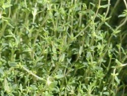 Graines de Thym BIO