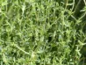 Graines de Thym BIO