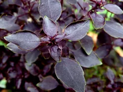 Graines de Basilic Pourpre BIO