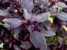Graines de Basilic Pourpre BIO