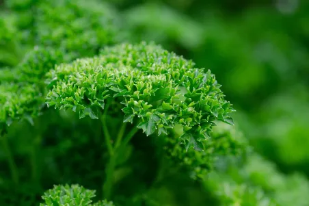 Graines de Persil Frisé Bio