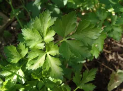 Graines de Persil Plat Bio