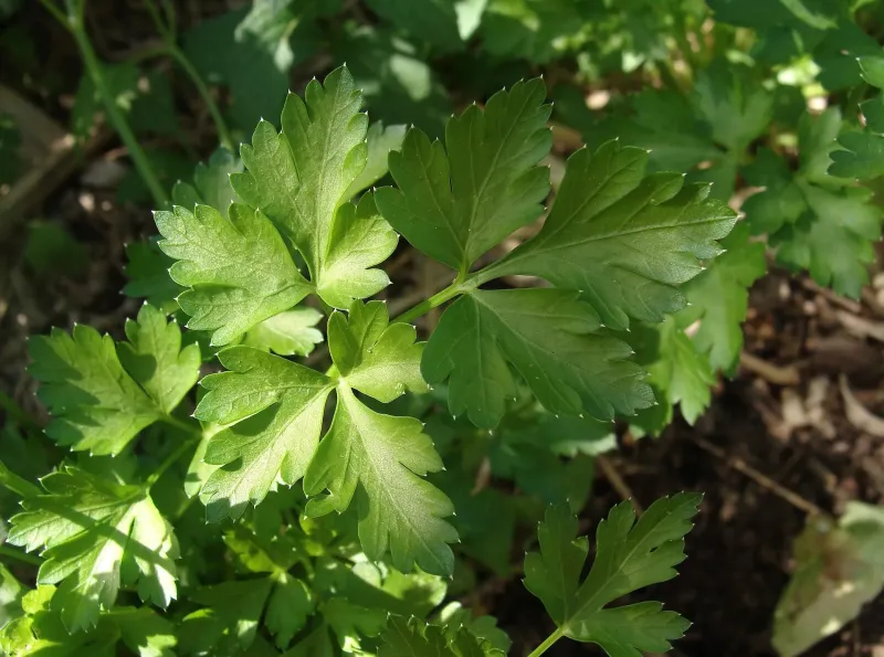 Graines de Persil Plat Bio