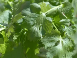 Graines de Coriandre BIO