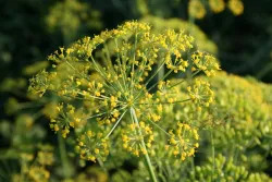 Graines d'Aneth BIO