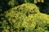 Graines d'Aneth BIO