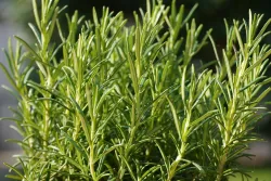 Graines de Romarin BIO