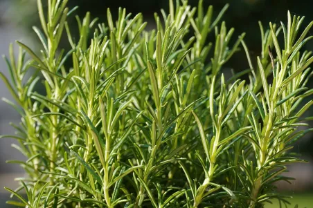 Graines de Romarin BIO