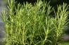 Graines de Romarin BIO