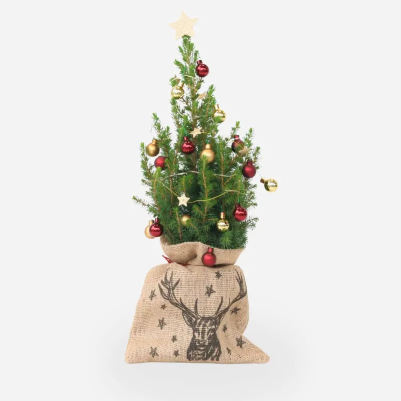 Mini-Sapin en Jute avec Décorations – Picea Glauca Conica 55-65 cm | bb-potager.com