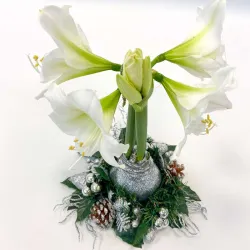 Amaryllis Couronne de Noël Argent – Bulbe Ciré Décoratif | bb-potager.com
