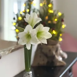 Amaryllis Couronne de Noël Argent – Bulbe Ciré Décoratif | bb-potager.com