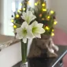 Amaryllis Couronne de Noël Argent – Bulbe Ciré Décoratif | bb-potager.com