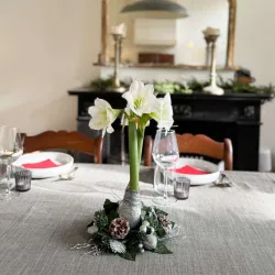 Amaryllis Couronne de Noël Argent – Bulbe Ciré Décoratif | bb-potager.com