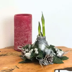 Amaryllis Couronne de Noël Argent – Bulbe Ciré Décoratif | bb-potager.com