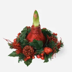 Amaryllis Couronne de Noël Rouge – Bulbe Ciré Festif | bb-potager.com