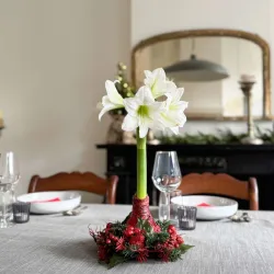 Amaryllis Couronne de Noël Rouge – Bulbe Ciré Festif | bb-potager.com