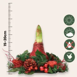 Amaryllis Couronne de Noël Rouge – Bulbe Ciré Festif | bb-potager.com
