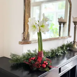 Amaryllis Couronne de Noël Rouge – Bulbe Ciré Festif | bb-potager.com
