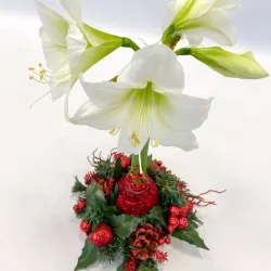 Amaryllis Couronne de Noël Rouge – Bulbe Ciré Festif | bb-potager.com