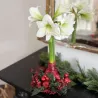 Amaryllis Couronne de Noël Rouge – Bulbe Ciré Festif | bb-potager.com