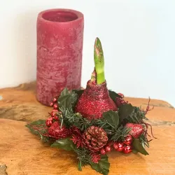 Amaryllis Couronne de Noël Rouge – Bulbe Ciré Festif | bb-potager.com