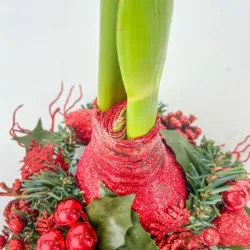 Amaryllis Couronne de Noël Rouge – Bulbe Ciré Festif | bb-potager.com