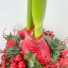 Amaryllis Couronne de Noël Rouge – Bulbe Ciré Festif | bb-potager.com