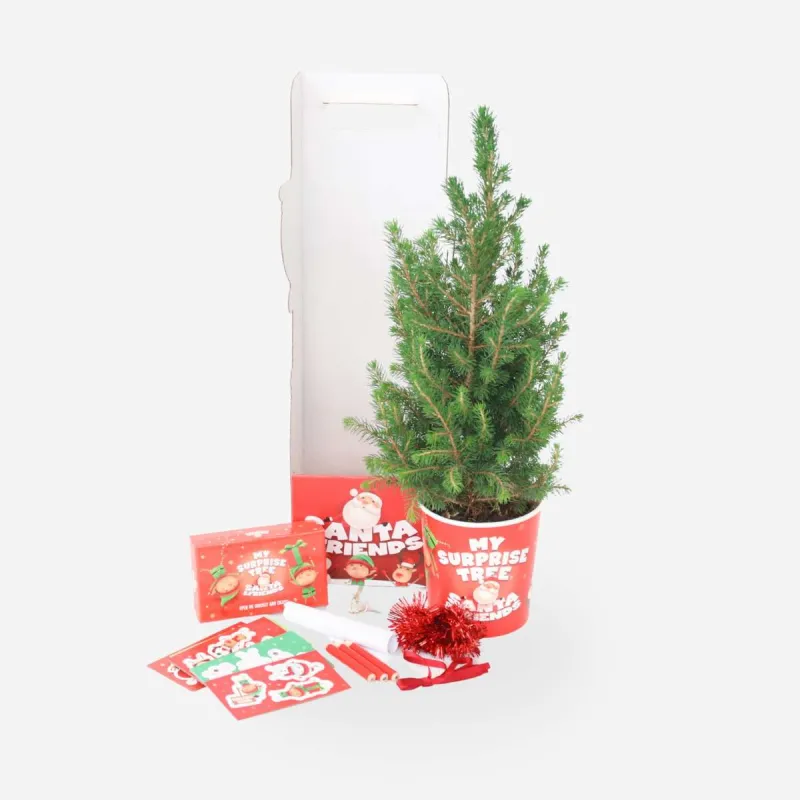 Mini Sapin de Noël Picea Conica – Épinette Naine Alberta | bb-potager.com