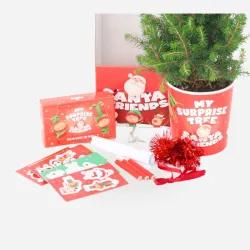Mini Sapin de Noël Picea Conica – Épinette Naine Alberta | bb-potager.com