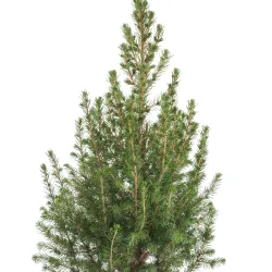 Mini Sapin de Noël Picea Conica – Épinette Naine Alberta | bb-potager.com