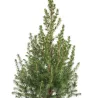 Mini Sapin de Noël Picea Conica – Épinette Naine Alberta | bb-potager.com