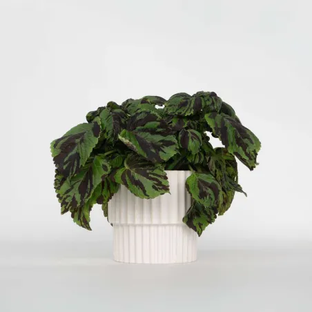 Coléus Tiger – Plante d’Intérieur Graphique – 25-35 cm | bb-potager.com
