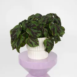 Coléus Tiger – Plante d’Intérieur Graphique – 25-35 cm | bb-potager.com