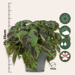 Coléus Tiger – Plante d’Intérieur Graphique – 25-35 cm | bb-potager.com
