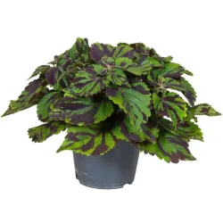 Coléus Tiger – Plante d’Intérieur Graphique – 25-35 cm | bb-potager.com
