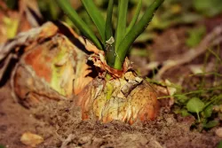 Graines d'Oignon sur BB-Potager