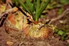 Graines d'Oignon sur BB-Potager