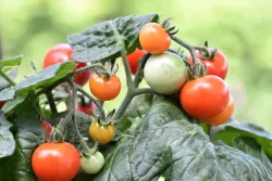Graines de Tomate Cerise