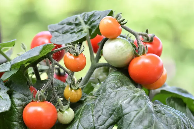 Graines de Tomate Cerise