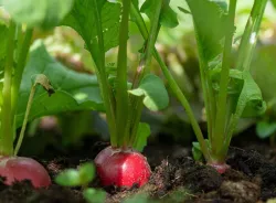 Graine de Radis chez BB-Potager