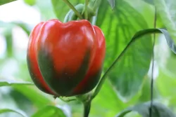 Graines de Poivron sur BB-Potager