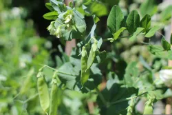 Graines de Petit Pois sur BB-Potager