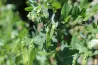 Graines de Petit Pois sur BB-Potager