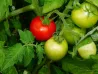 Graines de tomate sur BB-Potager
